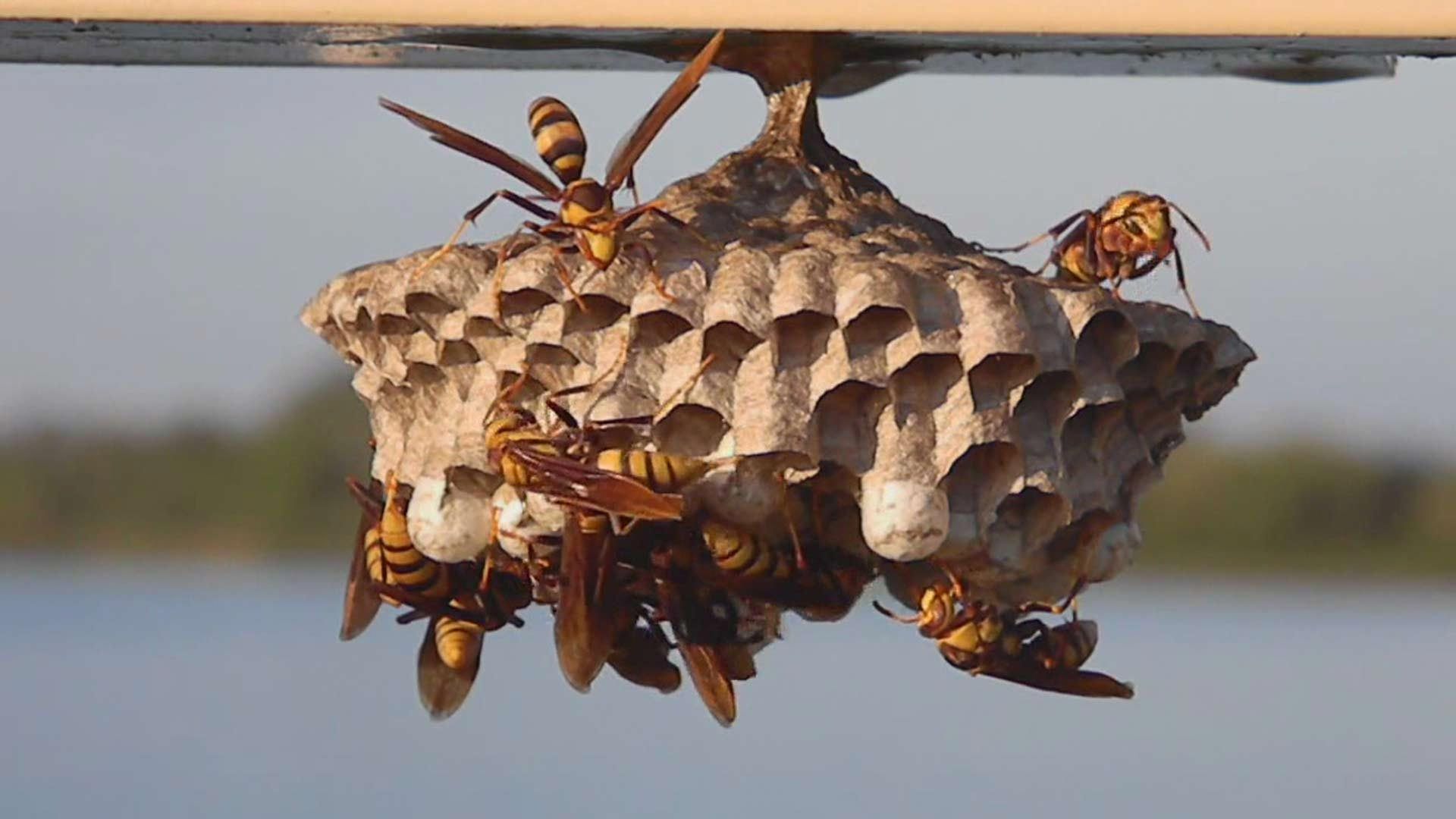 Wasps around a paper nest attached to a beam, outdoors. Yellow and brown insects are visible, blue water in the background.