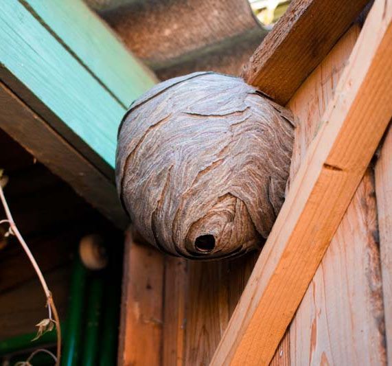 Wasp nest made of paper-like material, attached to wooden structure, with a dark entrance hole.