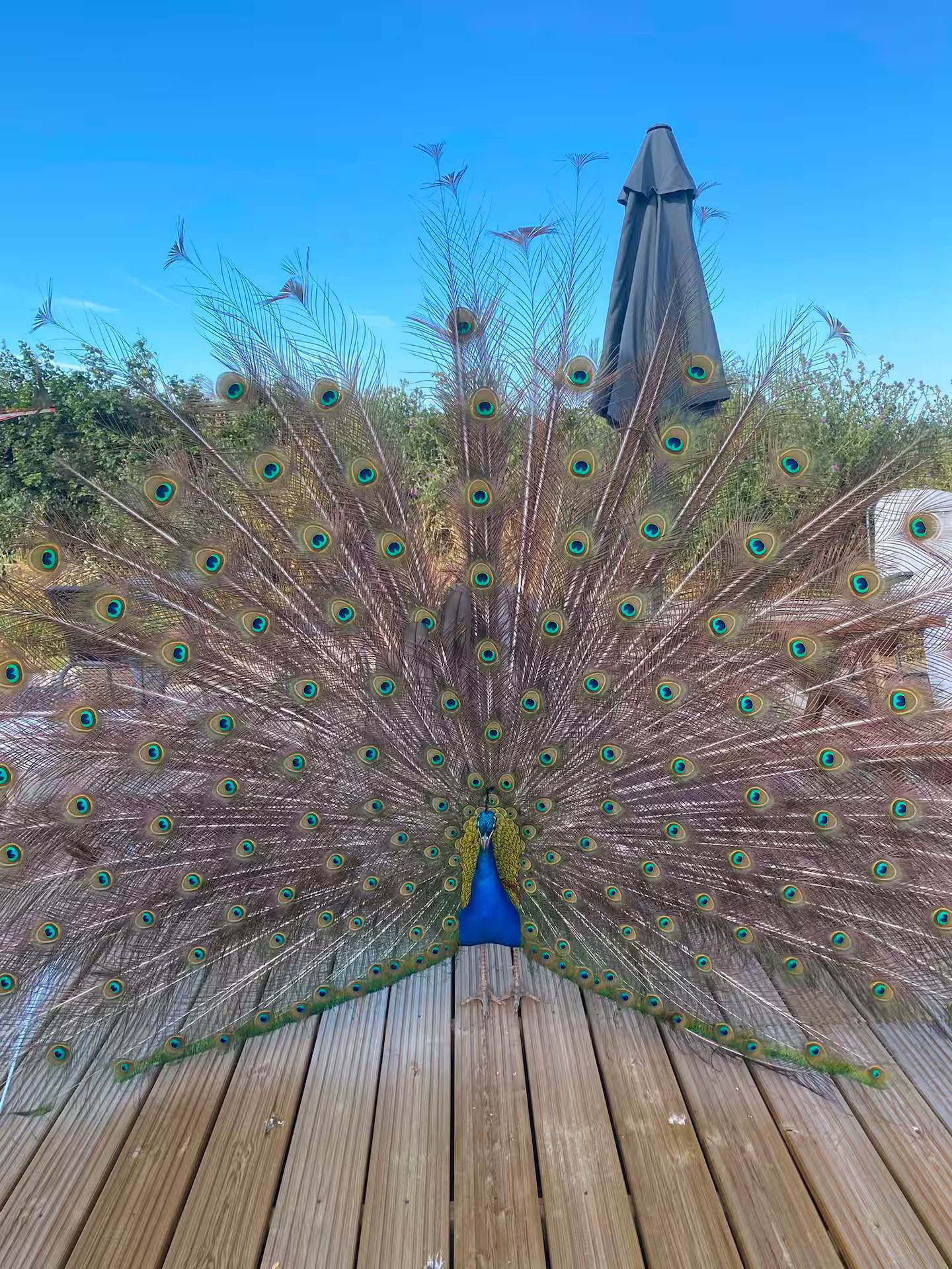 Peacock with fully fanned tail standing on a wooden deck, against a blue sky and patio umbrella.