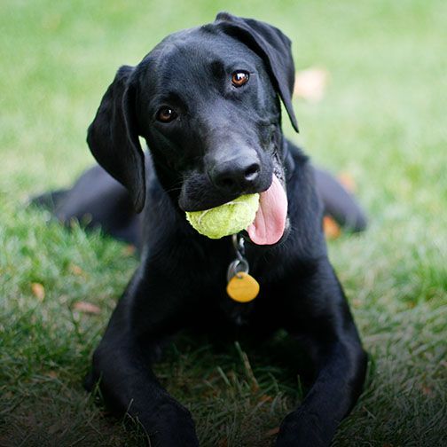 Black Labrador playing with a tennis ball on grass at Central Monmouth Animal Hospital