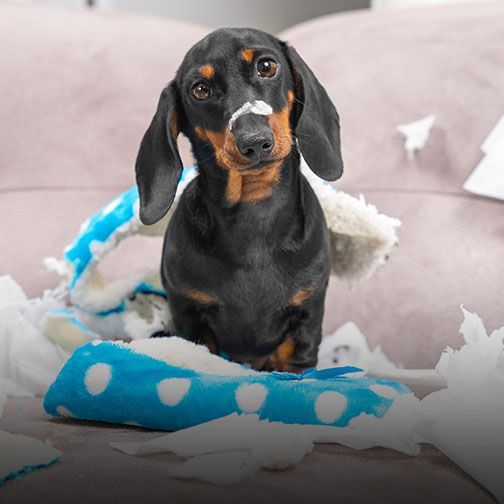 Dachshund showing signs of anxiety at Freehold NJ vet for dog behavior counseling