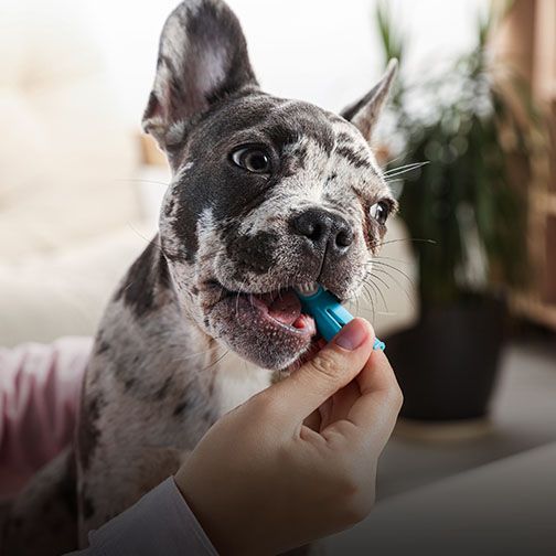 Dog receiving dental care at Central Monmouth Animal Hospital in Monmouth County NJ