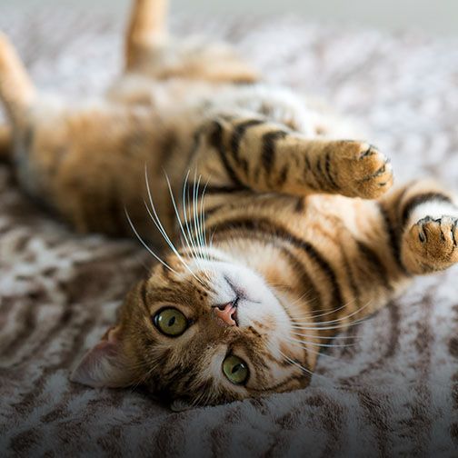 Happy cat relaxing after emergency vet care at Central Monmouth Animal Hospital in Monmouth County