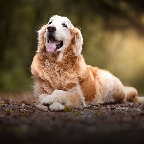 Senior dog resting after geriatric vet care at Central Monmouth Animal Hospital near Colts Neck NJ