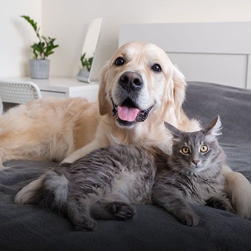 Golden retriever and gray cat lounging together at Central Monmouth Animal Hospital in Freehold NJ