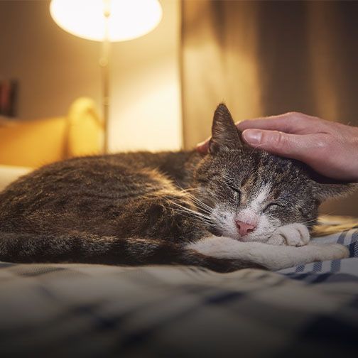 Senior cat receiving gentle care during a geriatric checkup at Central Monmouth Animal Hospital