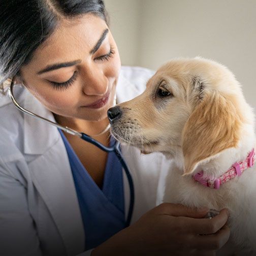 Puppy examined with stethoscope by vet at Central Monmouth Animal Hospital’s in-house lab