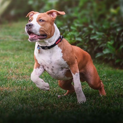 Active pitbull running in yard after laser therapy at Central Monmouth Animal Hospital, Monmouth County NJ