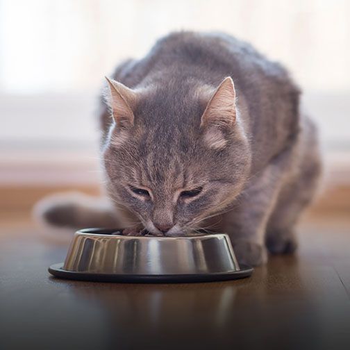 Cat eating healthy food at Central Monmouth Animal Hospital in Freehold NJ