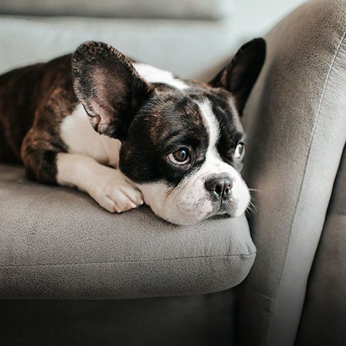French bulldog resting during pain management treatment in Monmouth County NJ
