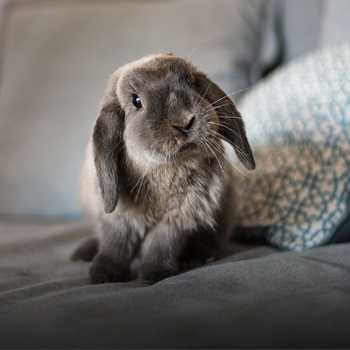 Rabbit sitting on couch during parasite screening at Freehold NJ animal hospital