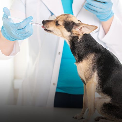 Dog receiving oral medication from vet at Central Monmouth Animal Hospital in Freehold, NJ