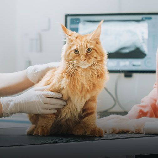 Cat receiving diagnostic imaging at Central Monmouth Animal Hospital in Freehold NJ