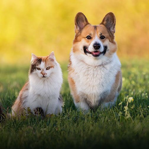 Corgi and fluffy cat sitting on grass in Monmouth County, NJ