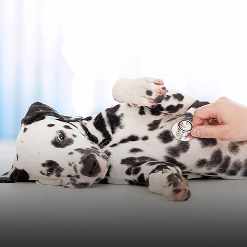 Pet surgery and wellness checkups in Monmouth County at Central Monmouth Animal Hospital