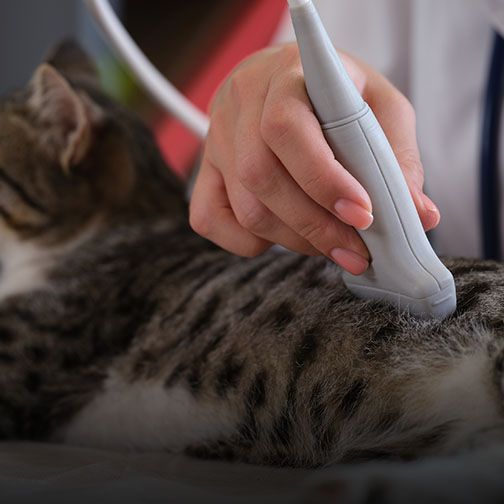 Veterinary cat ultrasound imaging for pets in Freehold NJ at Central Monmouth Animal Hospital