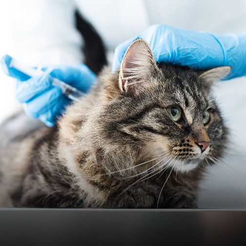 Cat getting vaccinated at Central Monmouth Animal Hospital in Freehold, NJ