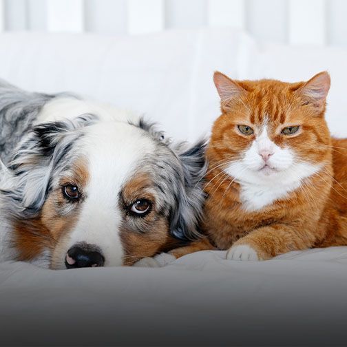 Healthy dog and cat relaxing after wellness exam at Central Monmouth Animal Hospital in Monmouth County