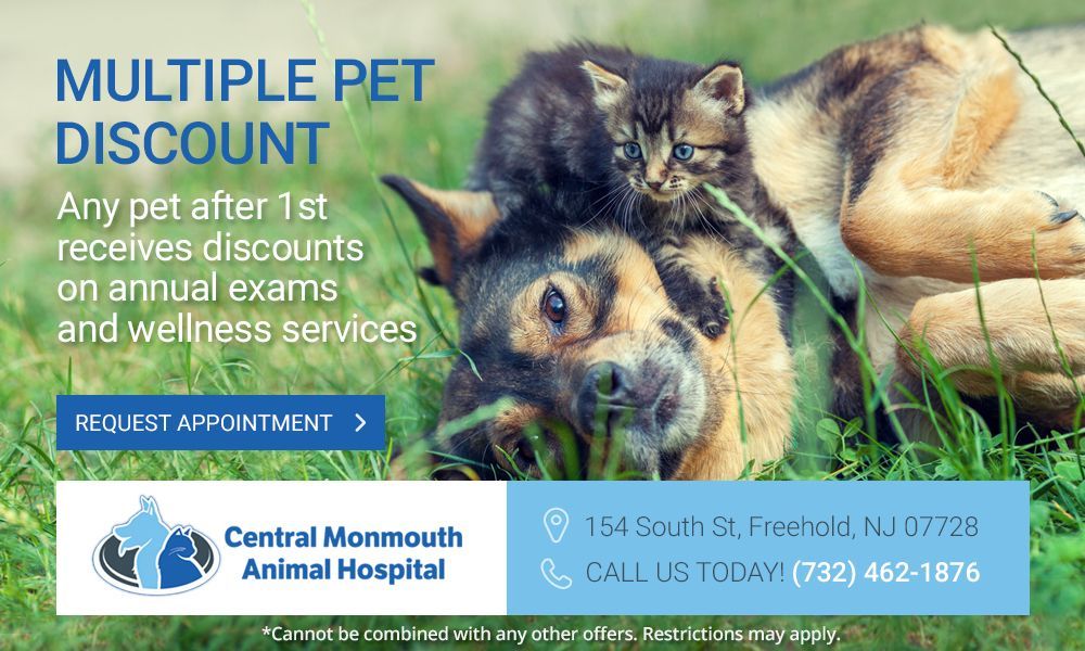 Multiple pet discount promotion at Central Monmouth Animal Hospital in Freehold, NJ