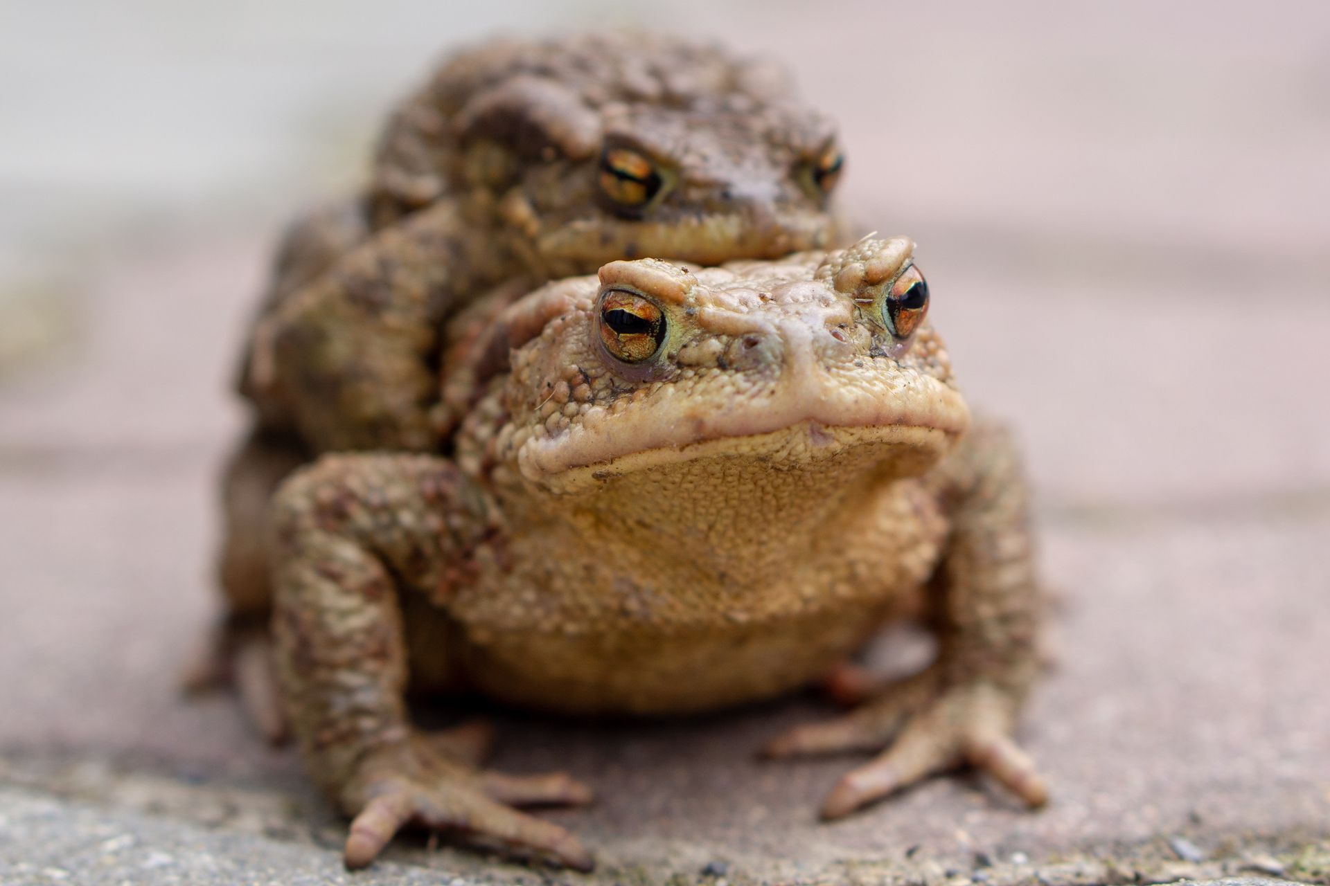 Kröte