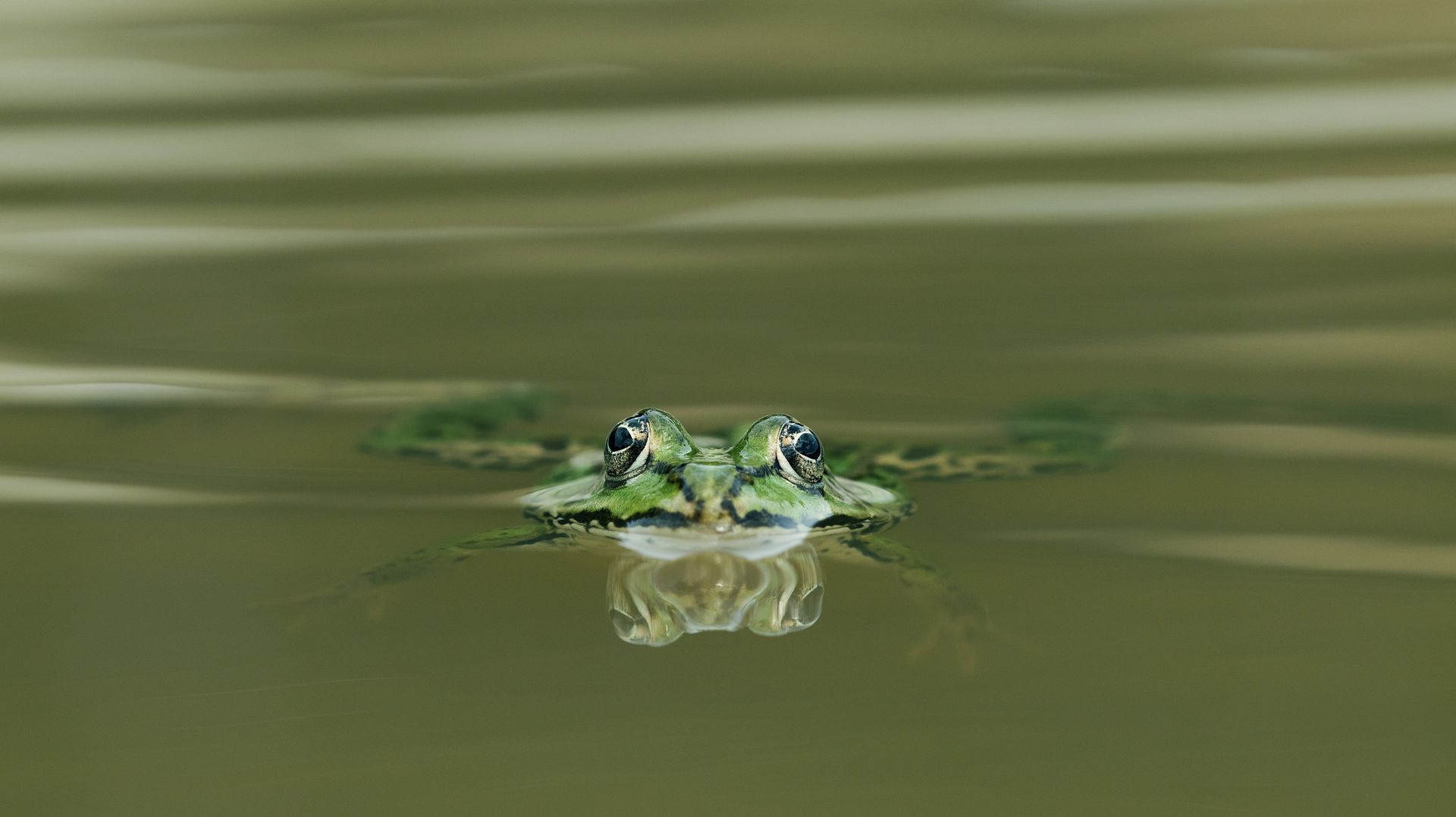 Laubfrosch