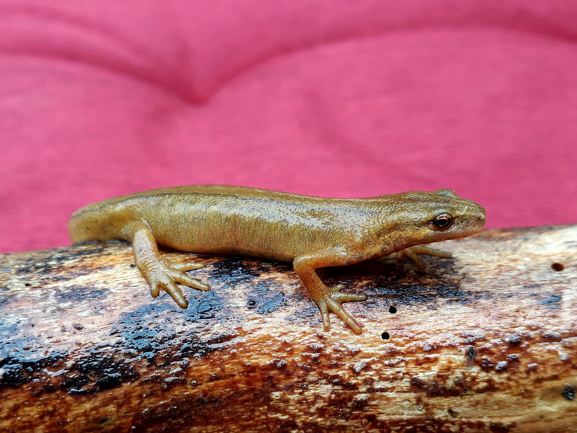 Teichmolch
