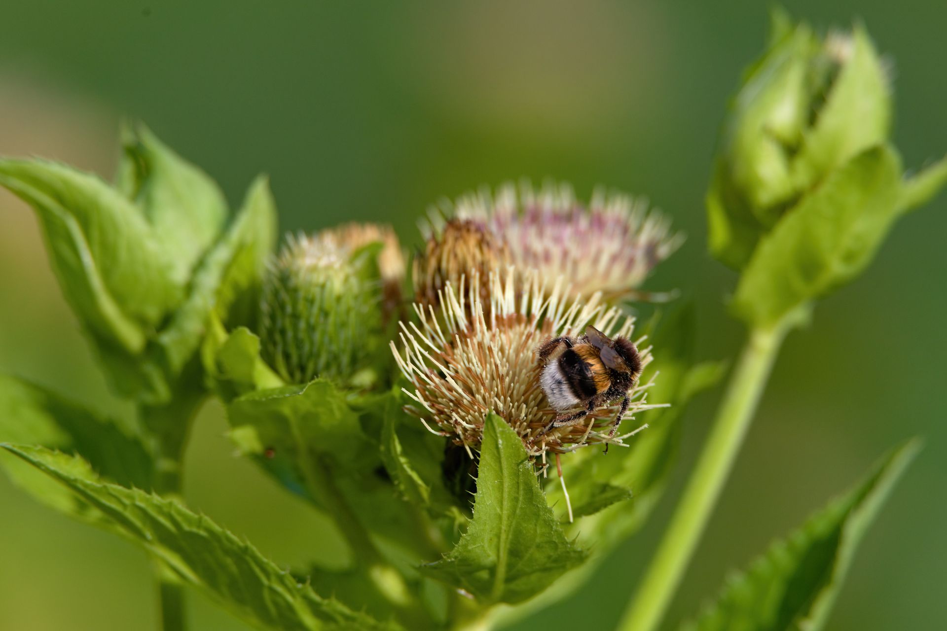 Distel