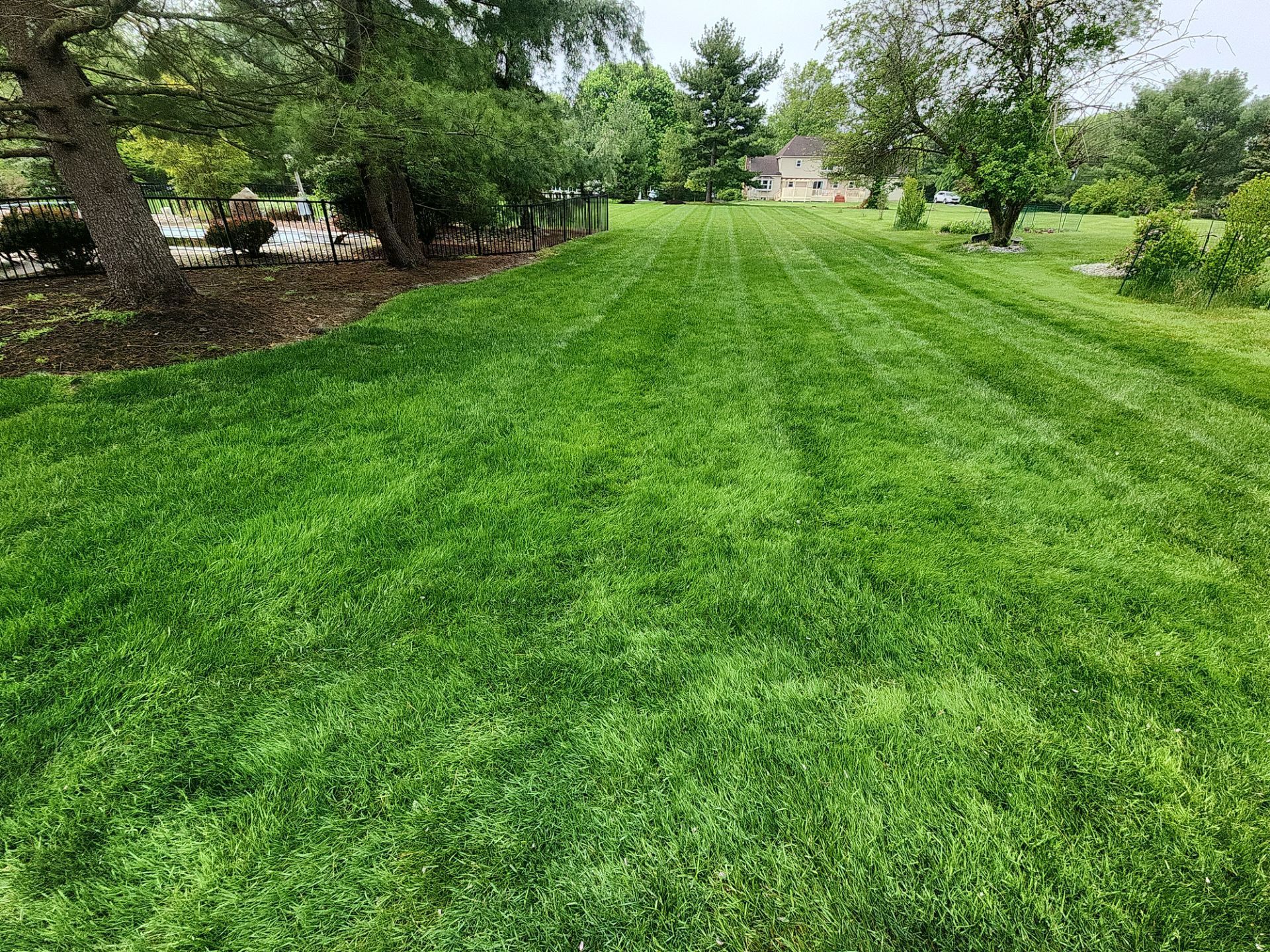 A lush green lawn with trees in the background and a house in the background.