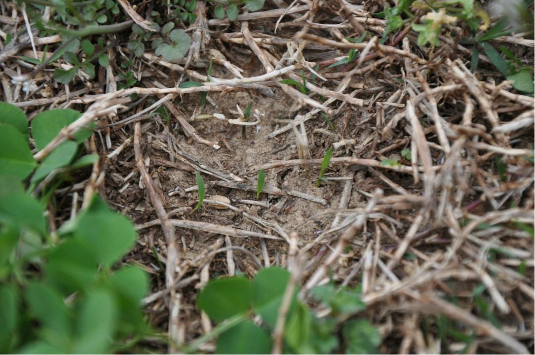 Dry part of land without grass.