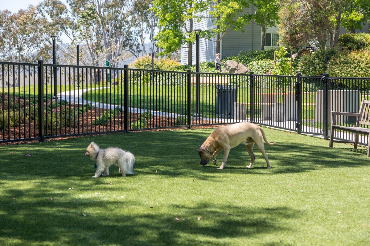 Two dogs playing in a fenced grassy dog park at the apartment community.