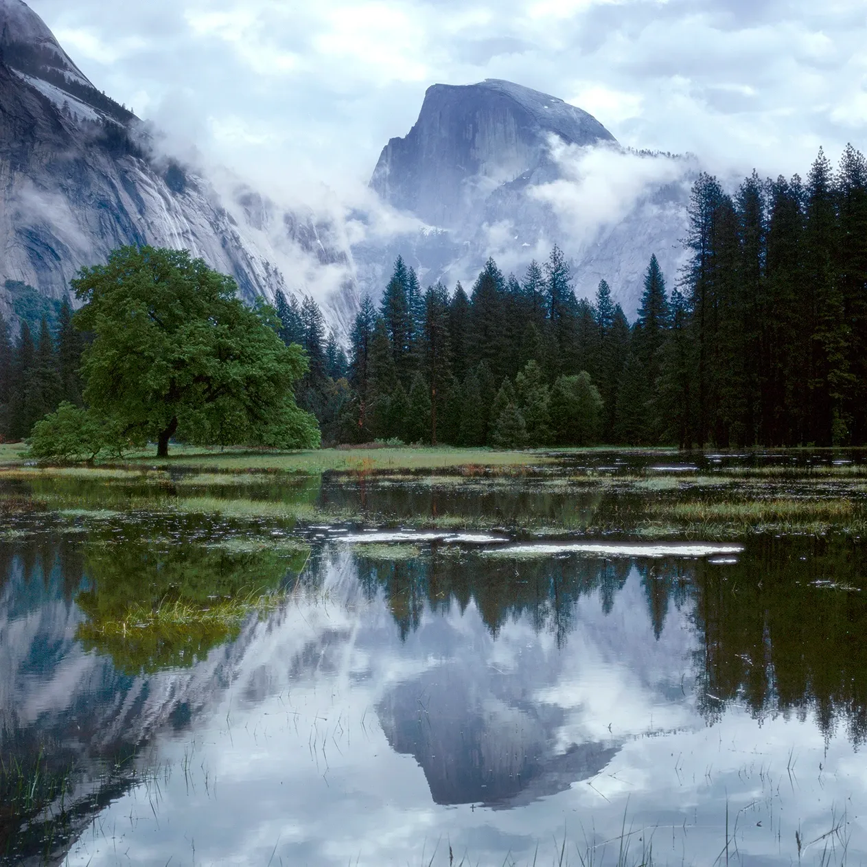 Mountain lake with pine trees and a single green tree reflected in calm water under cloudy skies