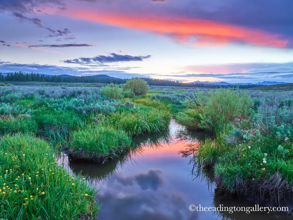 Wetland marsh at sunset with pink clouds reflecting in a winding stream