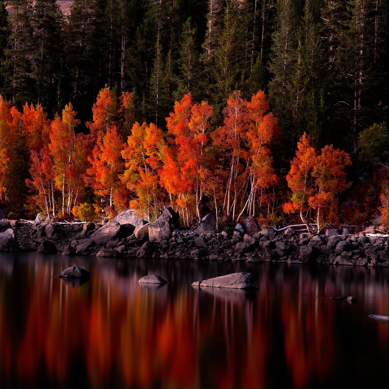 Autumn trees with vivid red-orange leaves reflected in a calm lake at a forest edge
