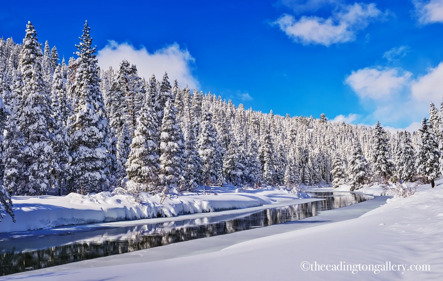 Snow-covered pine forest beside a frozen river under a bright blue winter sky