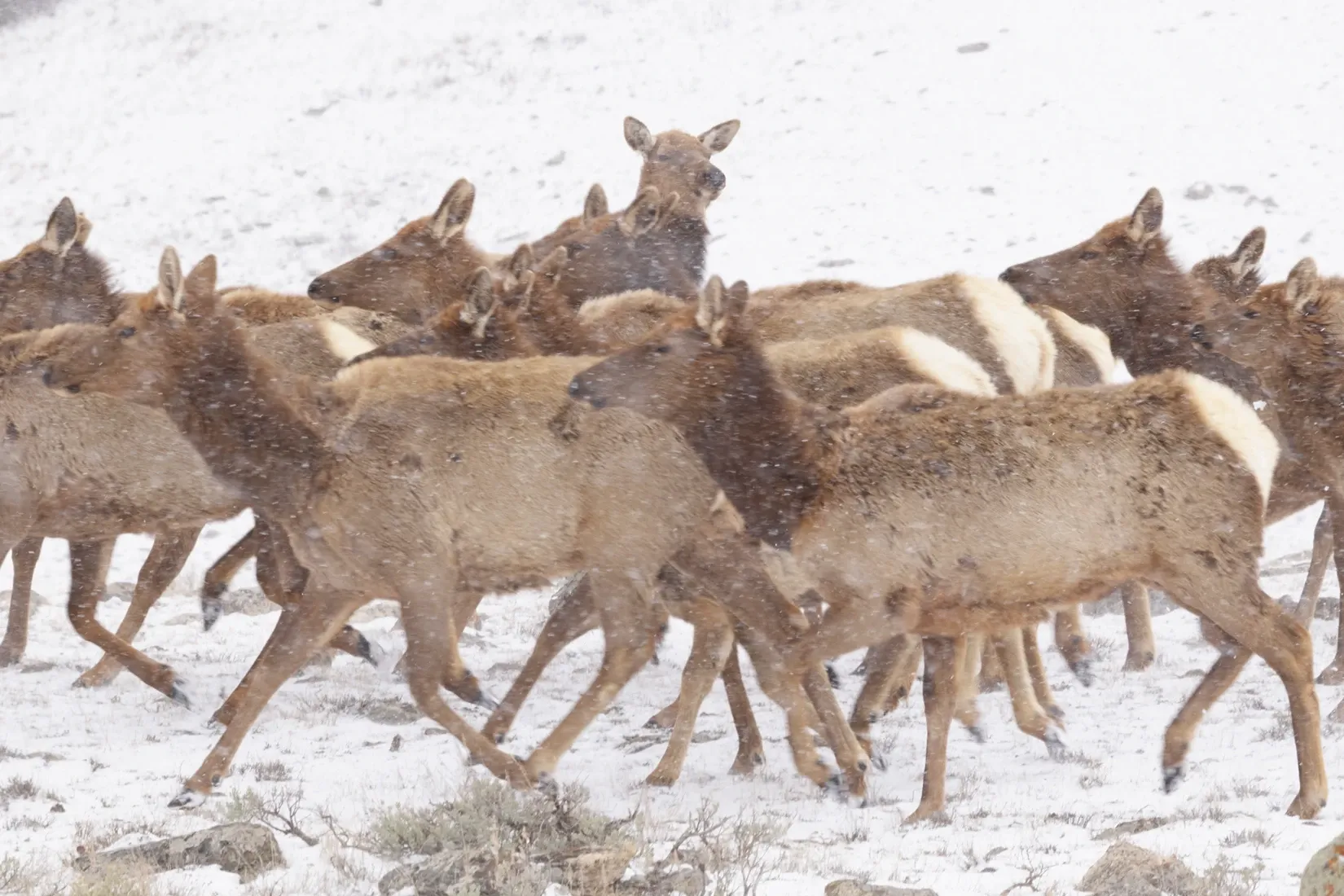 Herd of deer running through falling snow in a winter field