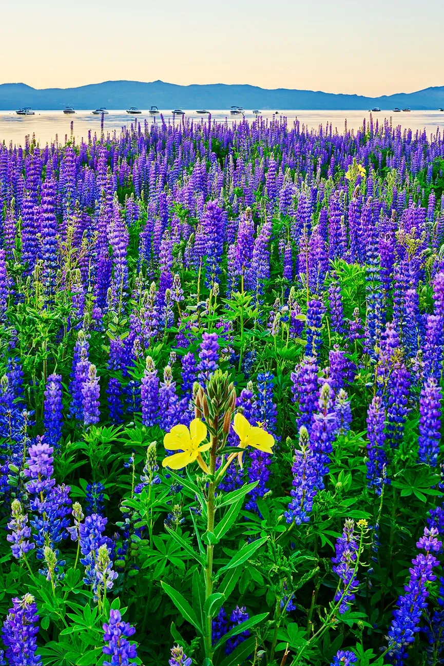 Purple lupine field with yellow wildflowers by a calm lake and distant mountains under a bright sky