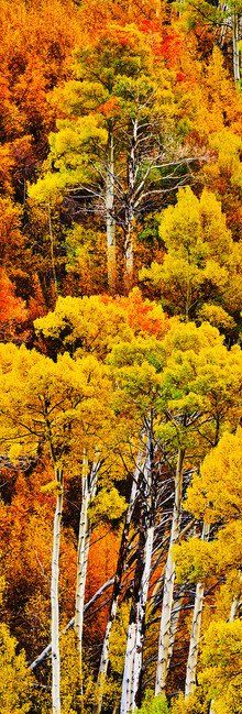Autumn forest with white birch trunks and ярко yellow-orange foliage