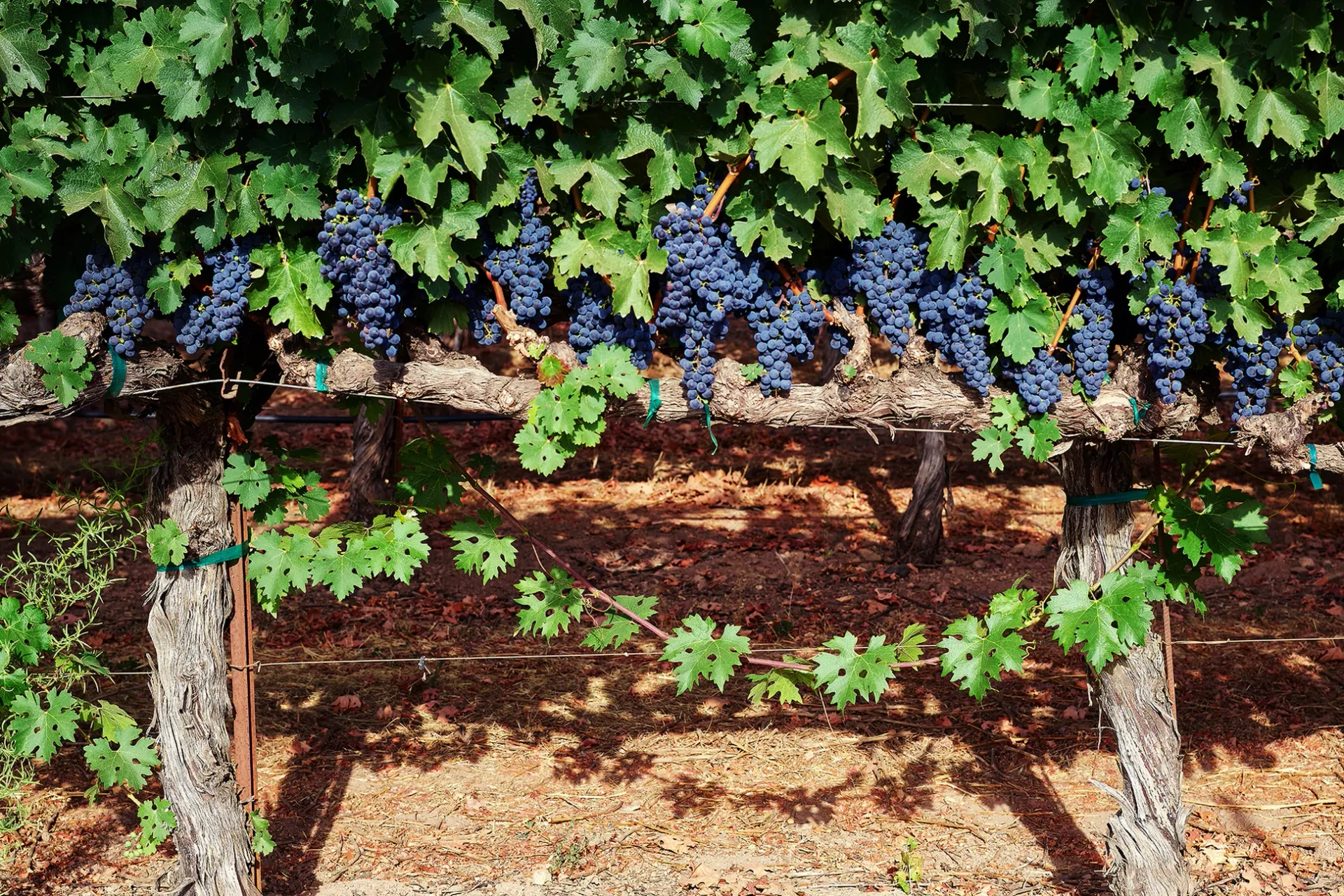 Grapevines with ripe purple clusters hanging over a sunlit vineyard trellis.