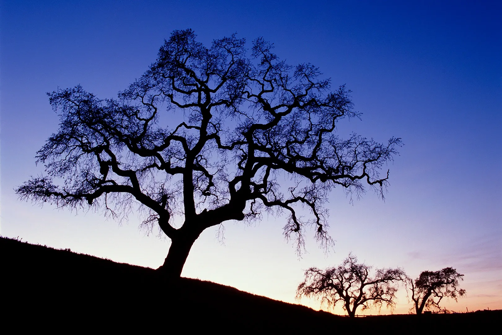 Silhouetted trees on a hill at dusk under a blue and orange sky