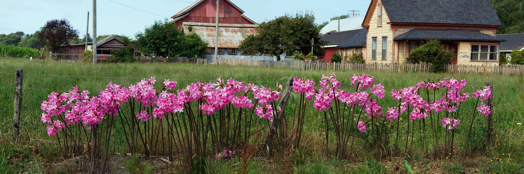 Pink flowers in a garden with houses and trees in the background