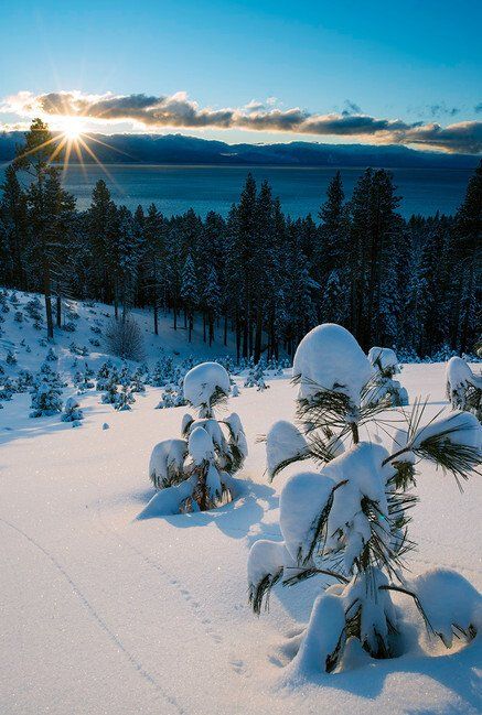 Snow-covered pines at sunrise beside a frozen lake under a blue winter sky