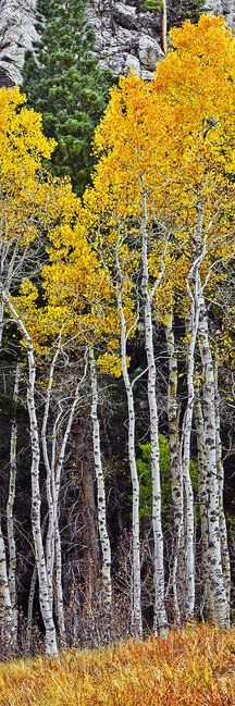 Tall aspen trees with bright yellow autumn leaves against a dark forest backdrop