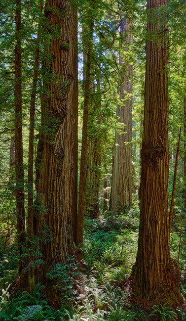 Tall trees and dense green ferns in a lush forest