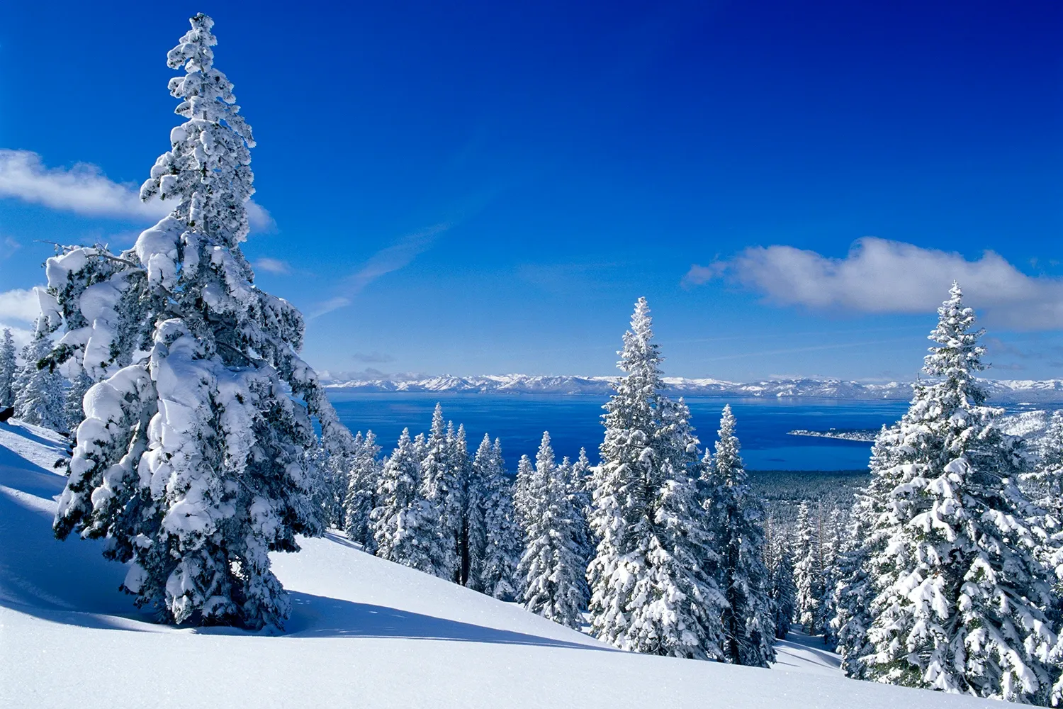 Snow-covered pine trees on a bright winter hillside beneath a vivid blue sky.