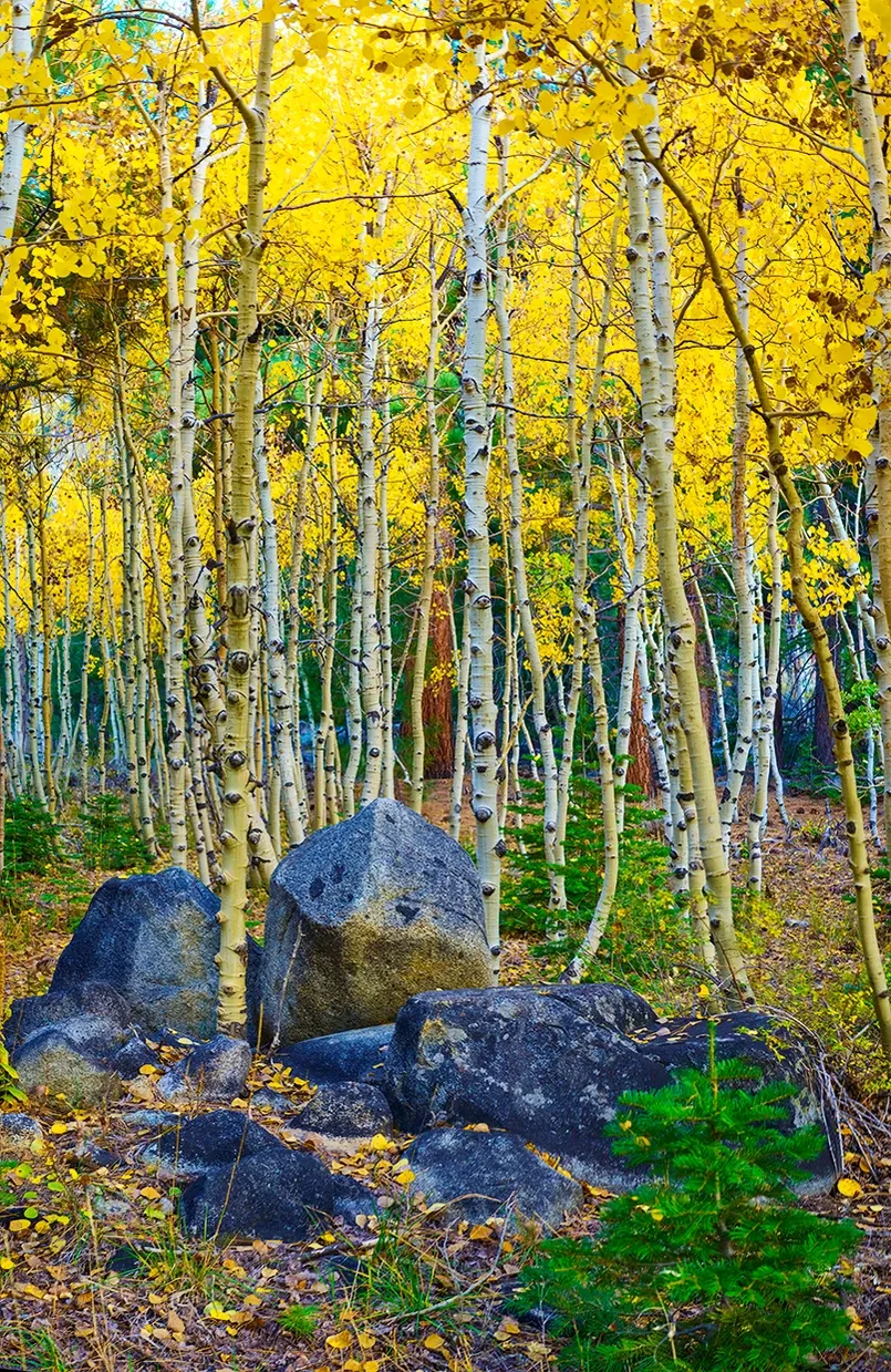 Yellow autumn aspens with dark rocks and green grass in a forest clearing