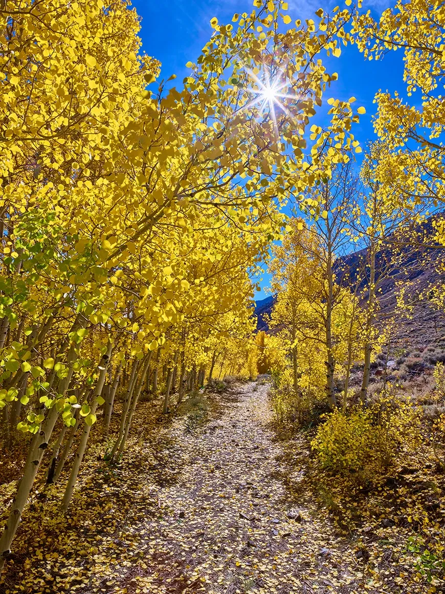 Sunny autumn trail lined with golden trees under a bright blue sky
