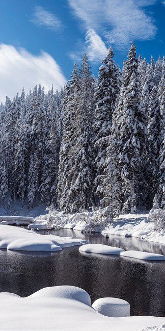 Snowy pine forest beside a partially frozen river under a bright blue sky.