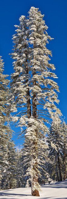 Snow-covered pine tree against a bright blue sky in a winter forest