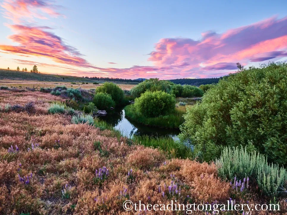 Sunset over a marsh with pink clouds, tall grasses, and a narrow winding stream