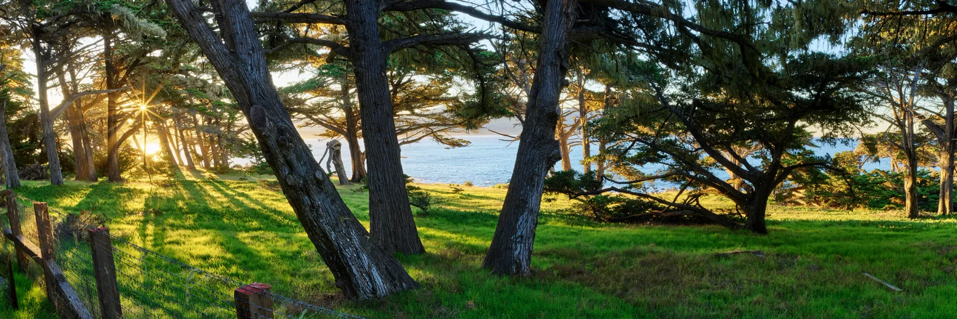 Sunlit grove of leaning trees in green grass, with a glimpse of water and sky beyond